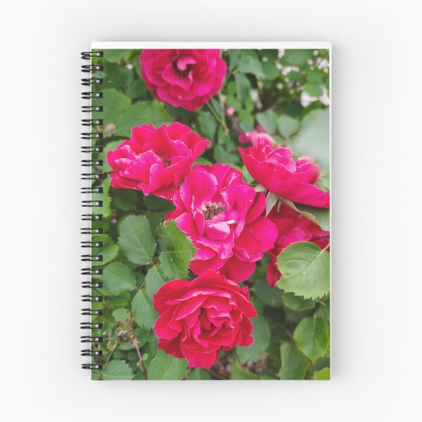 Item preview, Bright Magenta Shrub Roses - DC Botanic Garden designed and sold by JessParkerPMP.