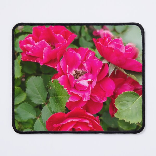 Item preview, Bright Magenta Shrub Roses - DC Botanic Garden designed and sold by JessParkerPMP.