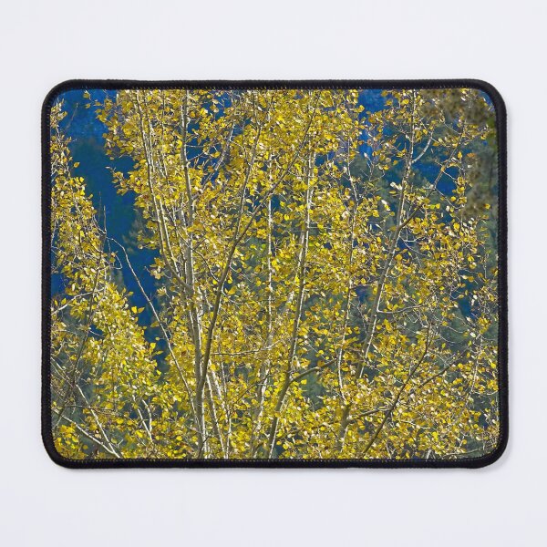 Item preview, Golden Aspen Tree in Autumn Light designed and sold by onubi.