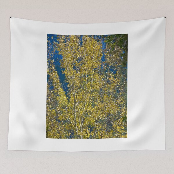 Item preview, Golden Aspen Tree in Autumn Light designed and sold by onubi.