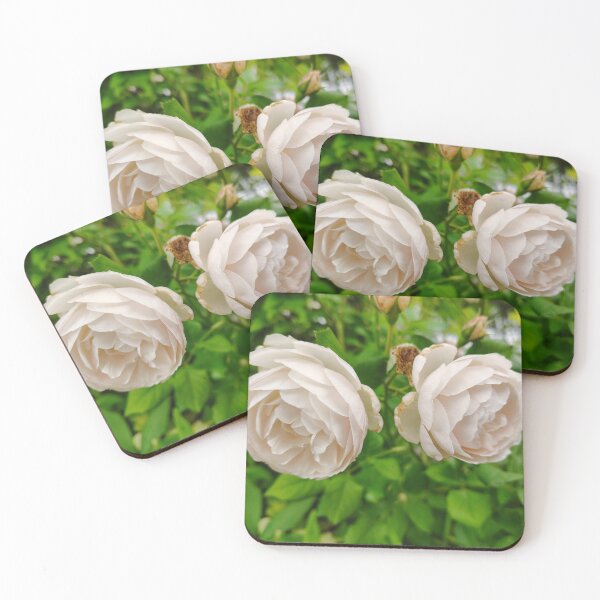 Item preview, Cream English Roses at the US Botanic Garden designed and sold by JessParkerPMP.