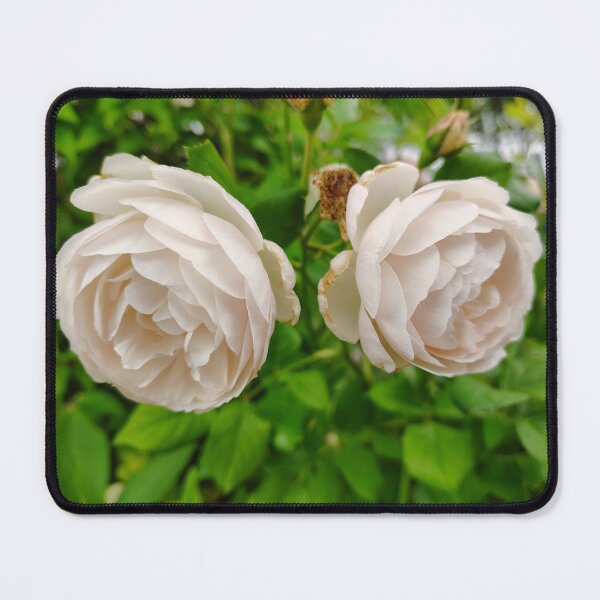 Item preview, Cream English Roses at the US Botanic Garden designed and sold by JessParkerPMP.