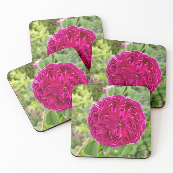 Item preview, Vibrant Blanket Flower at the US Botanic Garde designed and sold by JessParkerPMP.