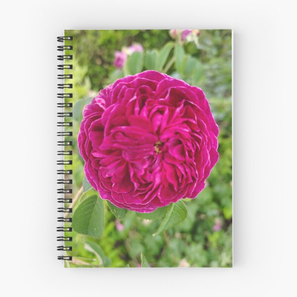 Item preview, Vibrant Blanket Flower at the US Botanic Garde designed and sold by JessParkerPMP.