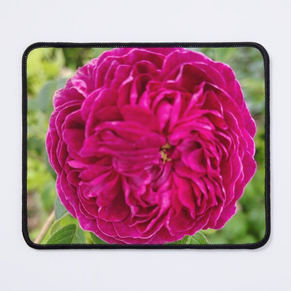 Item preview, Vibrant Blanket Flower at the US Botanic Garde designed and sold by JessParkerPMP.