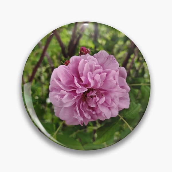 Item preview, Pink Cabbage Rose at the US Botanic Garden designed and sold by JessParkerPMP.