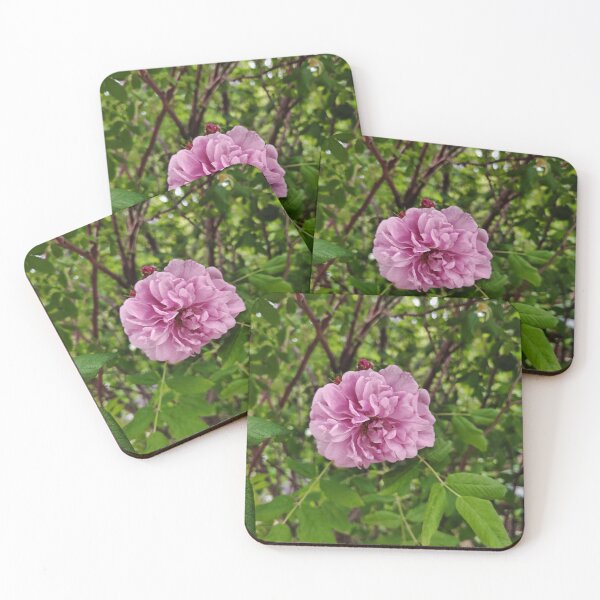 Item preview, Pink Cabbage Rose at the US Botanic Garden designed and sold by JessParkerPMP.