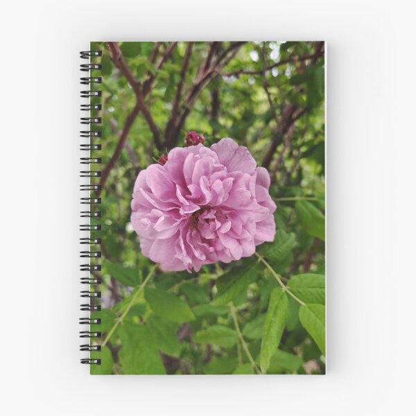 Item preview, Pink Cabbage Rose at the US Botanic Garden designed and sold by JessParkerPMP.