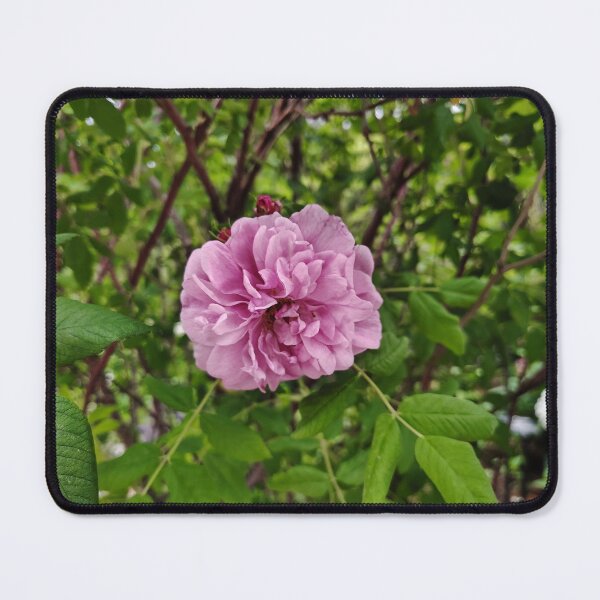 Item preview, Pink Cabbage Rose at the US Botanic Garden designed and sold by JessParkerPMP.