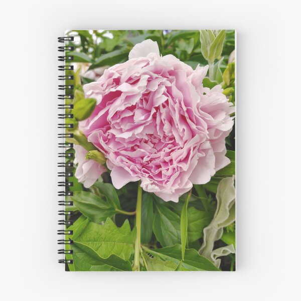 Item preview, Pink Tree Peony at the US Botanic Garden designed and sold by JessParkerPMP.