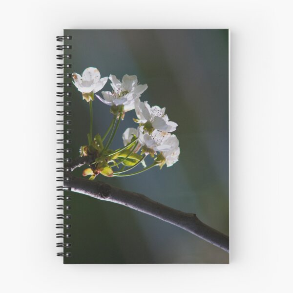 Item preview, Cherry Blossoms in Soft Morning Light designed and sold by onubi.