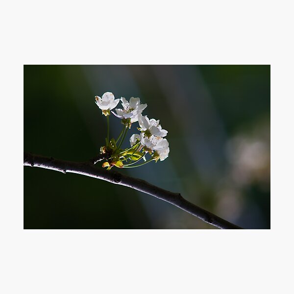 Item preview, Cherry Blossoms in Soft Morning Light designed and sold by onubi.