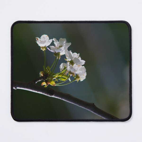 Item preview, Cherry Blossoms in Soft Morning Light designed and sold by onubi.