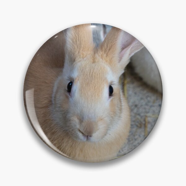 Item preview, A rabbit with its ears perked up looking at the camera. designed and sold by elopezstock.
