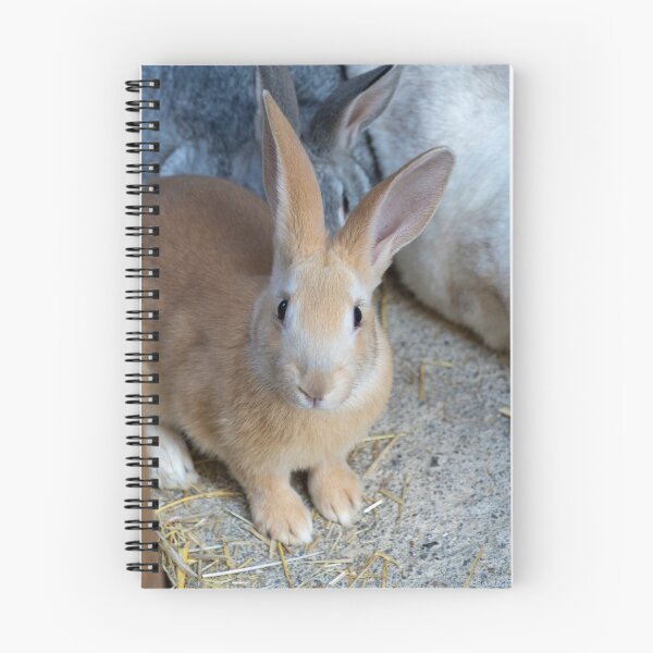 Item preview, A rabbit with its ears perked up looking at the camera. designed and sold by elopezstock.