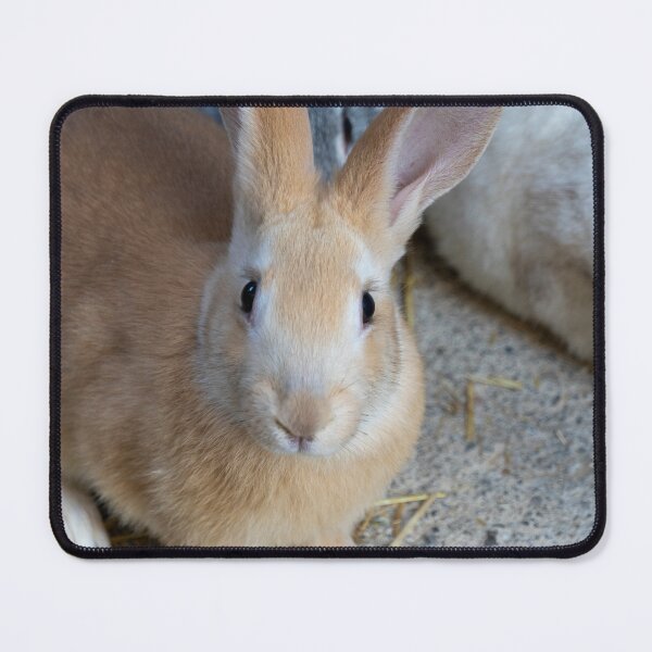 Item preview, A rabbit with its ears perked up looking at the camera. designed and sold by elopezstock.