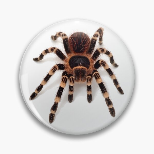 Item preview, Tarantula spider designed and sold by NF Designs Studio DTF.