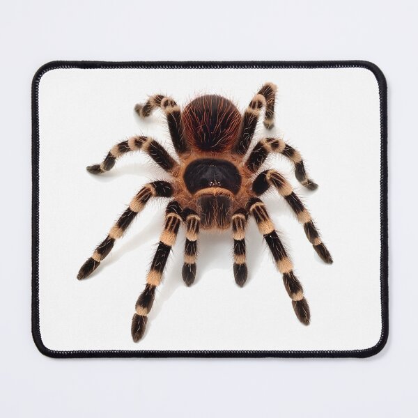 Item preview, Tarantula spider designed and sold by NF Designs Studio DTF.