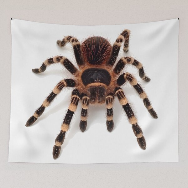 Item preview, Tarantula spider designed and sold by NF Designs Studio DTF.