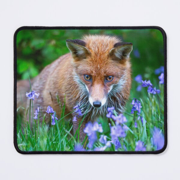 Item preview, Fox Amidst Bluebells designed and sold by AnitaNicholson.