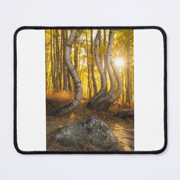 Item preview, Golden Sunburst over Curved Aspen Forest – Majestic Autumn Woods Photography designed and sold by JohnManuelPhoto.