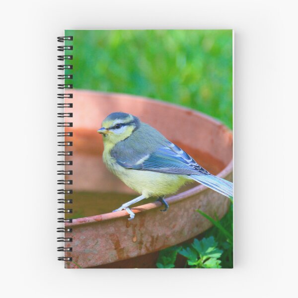 Item preview, Blue tit small birds  designed and sold by Ribster13.