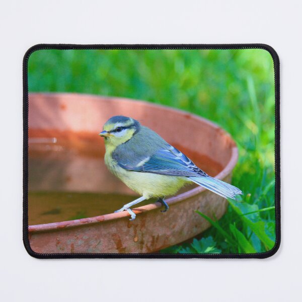 Item preview, Blue tit small birds designed and sold by Ribster13.
