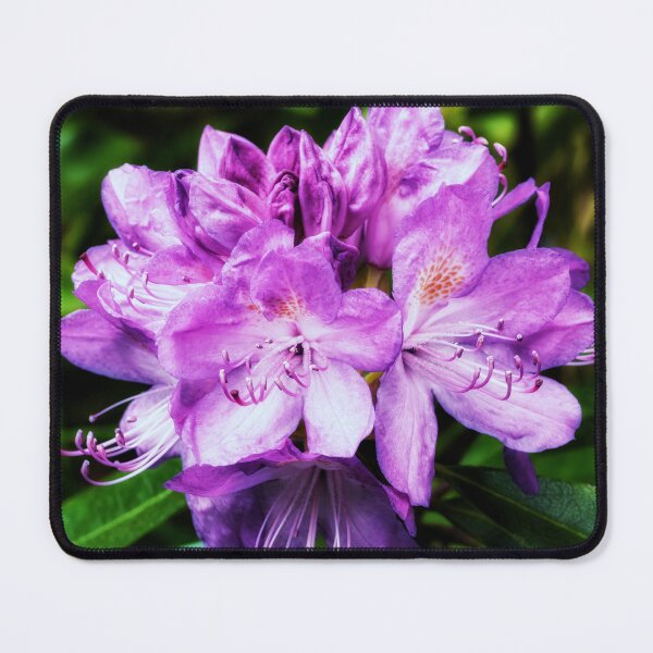 Item preview, Macro Photograph of A Rhododendron designed and sold by Tom McPherson Photography.