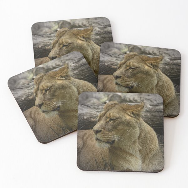 Item preview, Resting Lioness Wildlife Photography designed and sold by Mutezone.