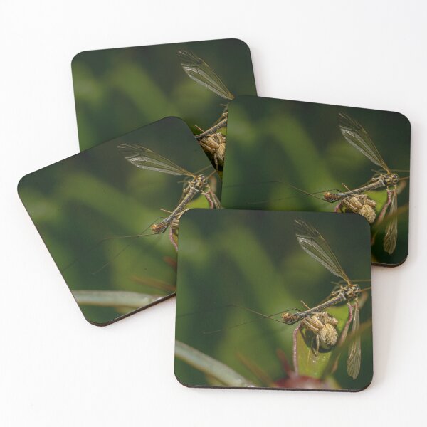 Item preview, Caught — Crab Spider and Its Prey in Macro designed and sold by Rabee Khalil Photography.