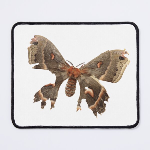 Item preview, Beauty in old age: Old robin moth (Hyalophora cecropia) designed and sold by Entomologist.