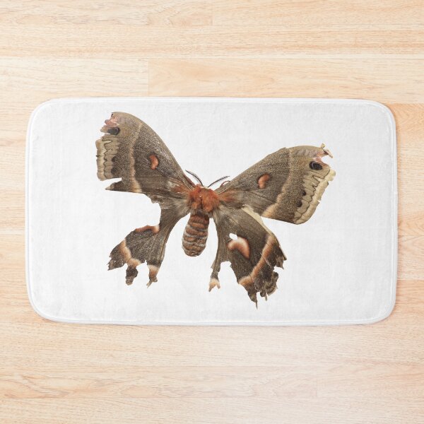 Item preview, Beauty in old age: Old robin moth (Hyalophora cecropia) designed and sold by Entomologist.