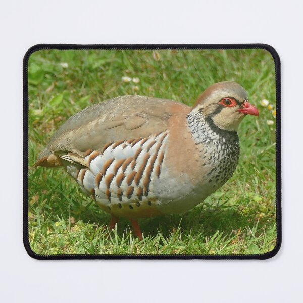 Item preview, Red-legged Partridge designed and sold by Chris Petty.