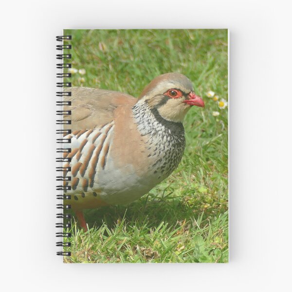 Item preview, Red-legged Partridge designed and sold by Chris Petty.