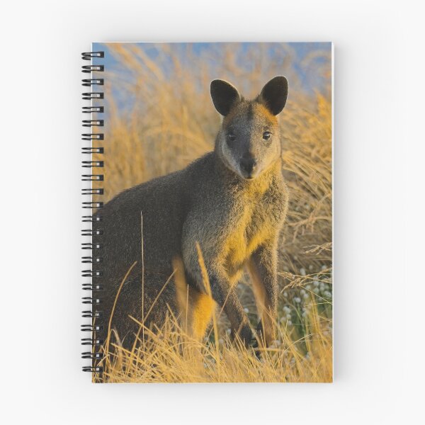 Item preview, Swamp Wallaby Phillip Island designed and sold by jdrphotos.