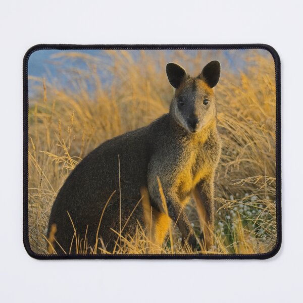 Item preview, Swamp Wallaby Phillip Island designed and sold by jdrphotos.