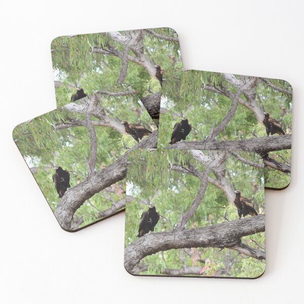 Item preview, Two Wedge Tailed Eagles in a Tree designed and sold by photosbymia.
