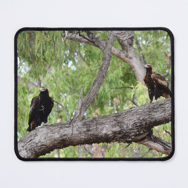 Item preview, Two Wedge Tailed Eagles in a Tree designed and sold by photosbymia.