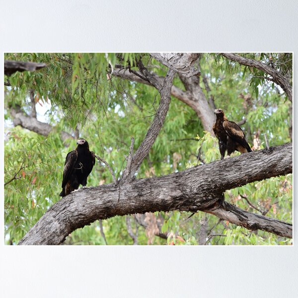 Item preview, Two Wedge Tailed Eagles in a Tree designed and sold by photosbymia.