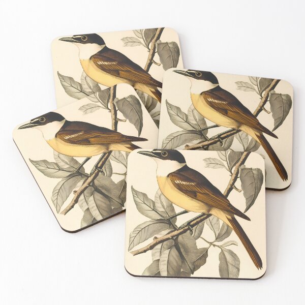 Item preview, Bem-Te-Vi — Ilustração Científica Vintage | Atlantic Forest designed and sold by AtlanticForest.