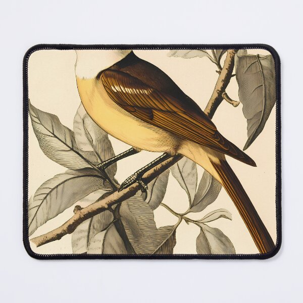 Item preview, Bem-Te-Vi — Ilustração Científica Vintage | Atlantic Forest designed and sold by AtlanticForest.
