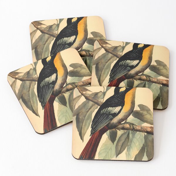 Item preview, Araçari-Castanho — Ilustração Científica Vintage | Atlantic Forest designed and sold by AtlanticForest.