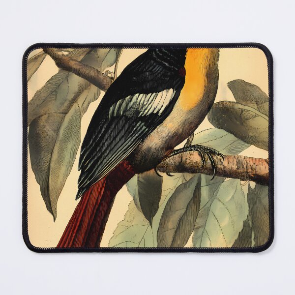 Item preview, Araçari-Castanho — Ilustração Científica Vintage | Atlantic Forest designed and sold by AtlanticForest.