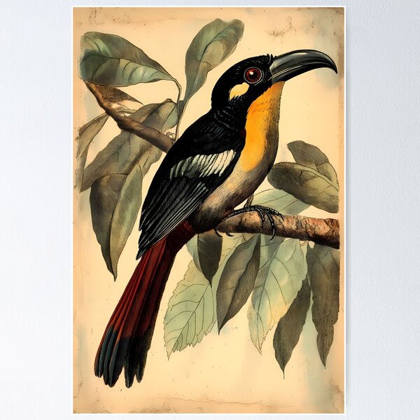 Item preview, Araçari-Castanho — Ilustração Científica Vintage | Atlantic Forest designed and sold by AtlanticForest.