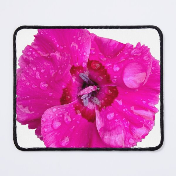 Item preview, China Pink Dianthus designed and sold by WINGSofWONDER.