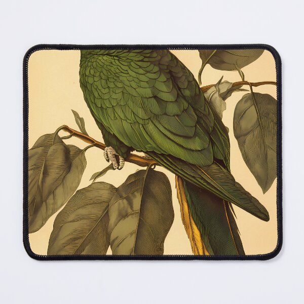 Item preview, Papagaio-Verdadeiro — Gravura Botânica Vintage | Atlantic Forest designed and sold by AtlanticForest.