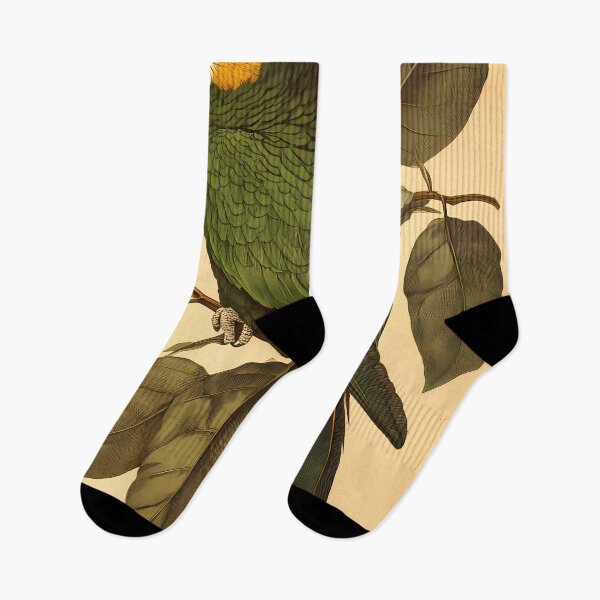 Item preview, Papagaio-Verdadeiro — Gravura Botânica Vintage | Atlantic Forest designed and sold by AtlanticForest.