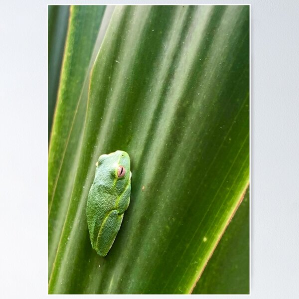Item preview, Dainty Green Tree Frog, designed and sold by photosbymia.
