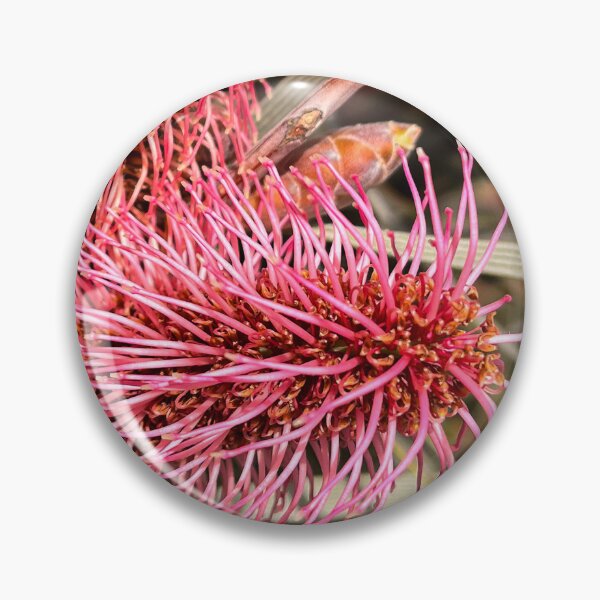 Item preview, Pink Poker Grevillea Australian Native Flower Botanical Photography designed and sold by Be Captured by Brittany Emma.