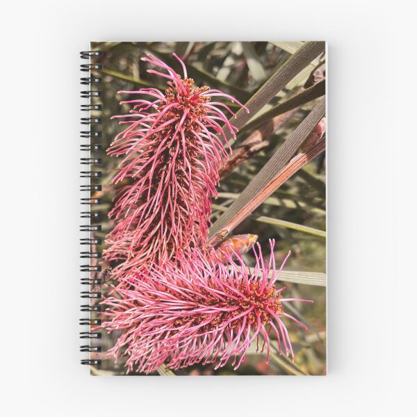 Artikelvorschau, Pink Poker Grevillea, australische Wildblume, botanische Fotografie entworfen und verkauft von Be Captured by Brittany Emma.